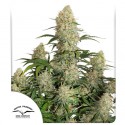 Auto Critical Orange Punch® - Semillas de Cannabis | Dutch Passion