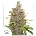 Auto Glueberry OG® - Semi di Cannabis Autofiorenti | Dutch Passion IT