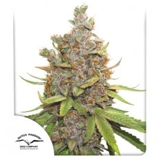 Auto Glueberry OG® - Autoflower Cannabis-Samen | Dutch Passion DE