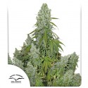 Auto Ultimate® - Semi di Cannabis Autofiorenti | Dutch Passion IT