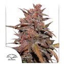 CBD Auto Blackberry Kush ® Cannabissamen kaufen | Dutch Passion DE