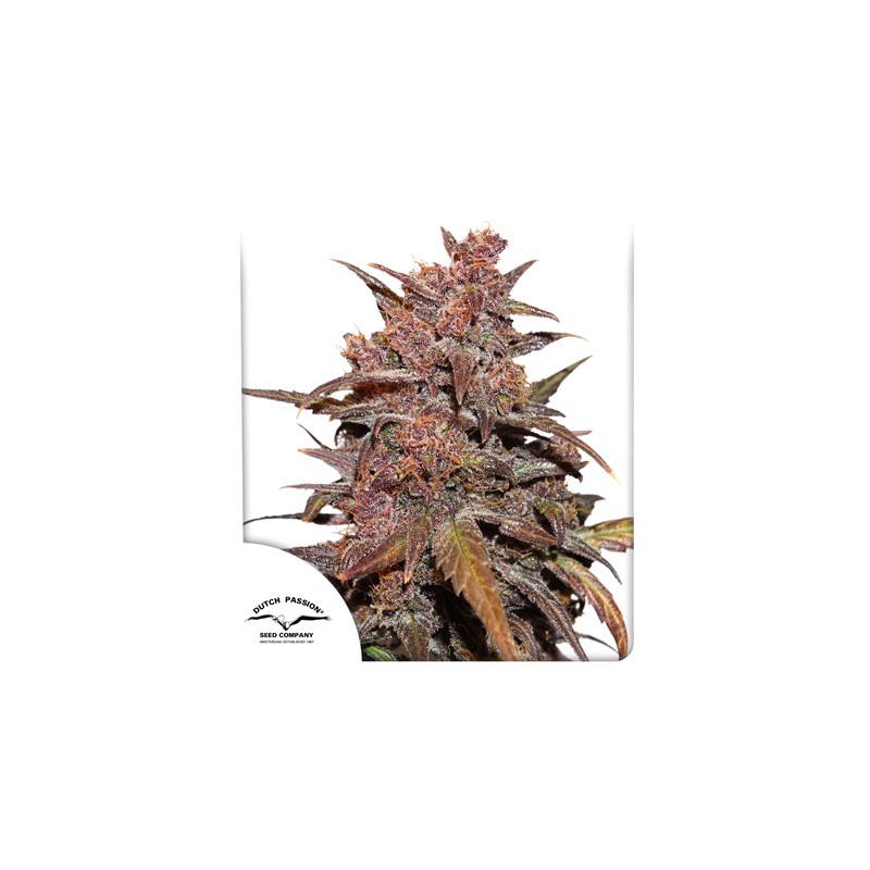 CBD Auto Blackberry Kush ® Cannabissamen kaufen | Dutch Passion DE