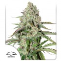 Auto Colorado Cookies® - Autoflower Cannabis-Samen | Dutch Passion DE