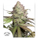 CBD Auto Charlotte’s Angel® Семена Конопли | Dutch Passion RU