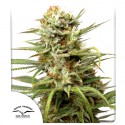 Auto White Widow® - Autoflower Cannabis-Samen | Dutch Passion DE