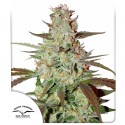 Buy Blue Auto Mazar® Autoflower Cannabis Seeds | Dutch Passion UK