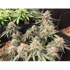 Buy Auto Desfrán® Feminised Cannabis Seeds | Dutch Passion UK