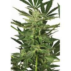 Taiga #2® Cannabis Seeds (Discontinued) | Dutch Passion