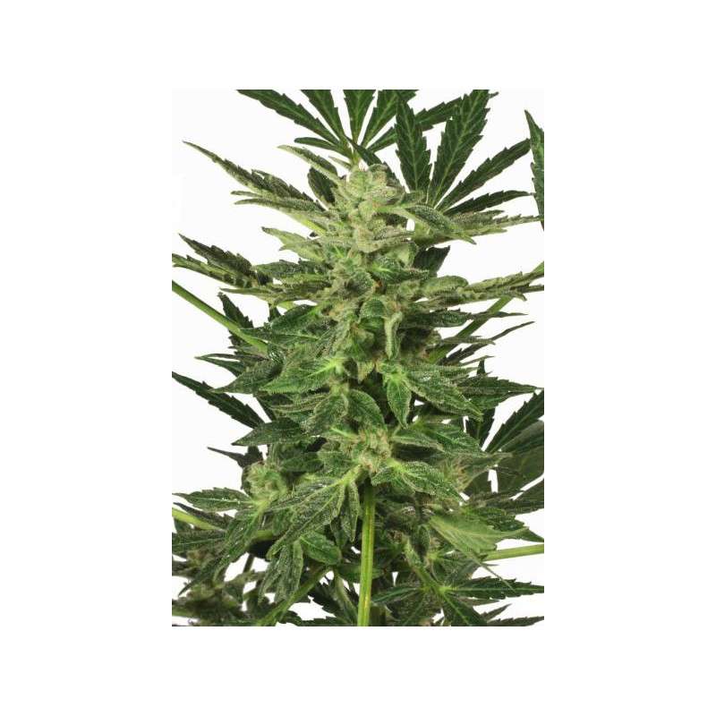 Taiga #2® Cannabis Seeds (Discontinued) | Dutch Passion