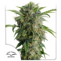 Auto Daiquiri Lime® - Samonakvétací Semena Konopí | Dutch Passion CZ