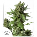 Auto Duck® - Autoflower Cannabis-Samen Kaufen | Dutch Passion DE