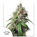 Auto Euforia® - Semi di Cannabis Autofiorenti | Dutch Passion IT