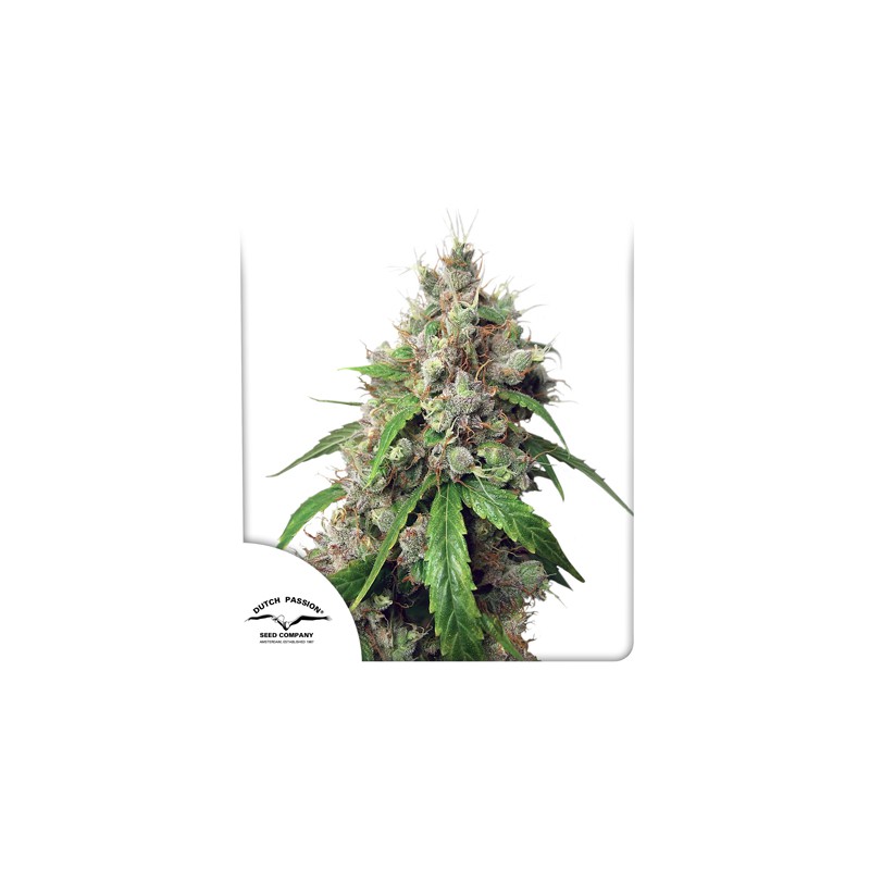 Auto Euforia® - Semi di Cannabis Autofiorenti | Dutch Passion IT
