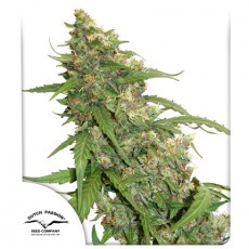CBD Auto Compassion Lime® Cannabis Seeds (Discontinued)