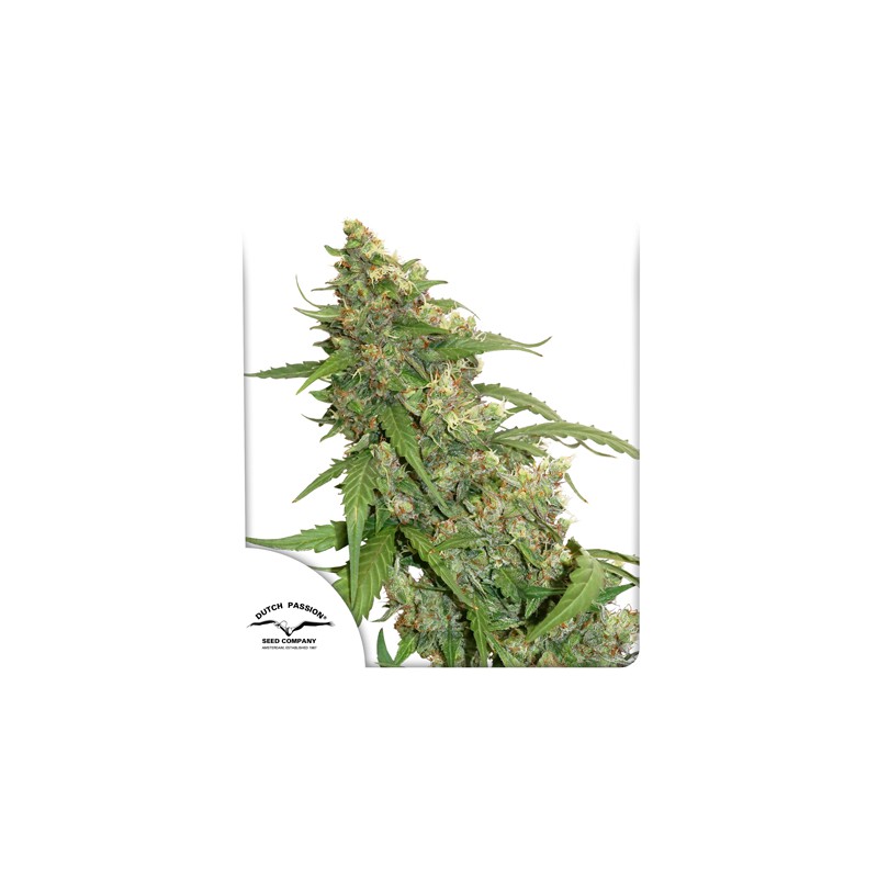 CBD Auto Compassion Lime® Cannabis Seeds (Discontinued)