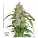 CBD Auto White Widow® - Semillas de Cannabis Auto | Dutch Passion