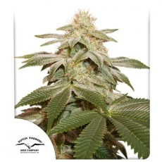 Sugar Bomb Punch® Feminisierte Samen Kaufen | Dutch Passion