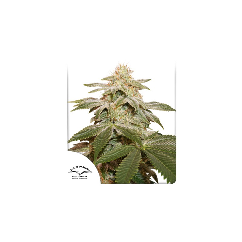 Sugar Bomb Punch® Feminisierte Samen Kaufen | Dutch Passion
