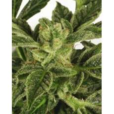 Taiga #2® Cannabis Seeds (Discontinued) | Dutch Passion