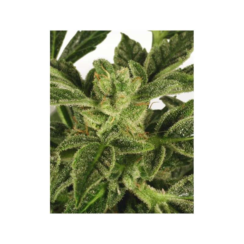 Taiga #2® Cannabis Seeds (Discontinued) | Dutch Passion
