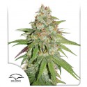 Buy Glueberry OG® Feminised Seeds | Dutch Passion UK