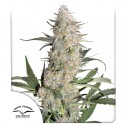 Comprar Critical Orange Punch® Semillas Feminizadas | Dutch Passion