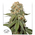 Acheter des Graines Féminisées Orange Bud® | Dutch Passion FR