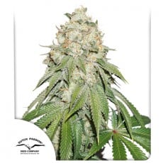 Comprar semillas feminizadas de Banana Blaze® | Dutch Passion ES Comprar semillas feminizadas de Banana Blaze® | Dutch Passion ES