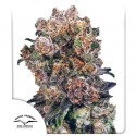 Buy Blueberry® Semi femminizzati | Dutch Passion IT