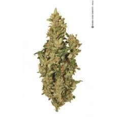 Taiga #2® Cannabis Seeds (Discontinued) | Dutch Passion