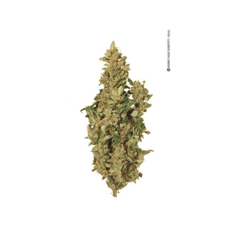 Taiga #2® Cannabis Seeds (Discontinued) | Dutch Passion