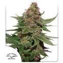 Compra la Strawberry Cough® Semi femminizzati| Dutch Passion IT