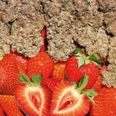 Compra Strawberry Cough® Semillas feminizadas | Dutch Passion Compra Strawberry Cough® Semillas feminizadas | Dutch Passion