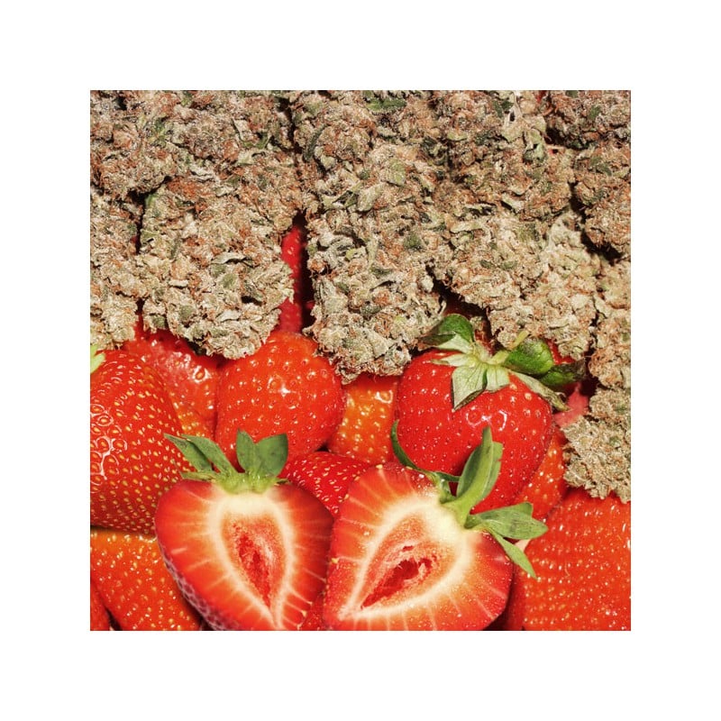 Compra Strawberry Cough® Semillas feminizadas | Dutch Passion Compra Strawberry Cough® Semillas feminizadas | Dutch Passion