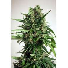 Taiga #2® Cannabis Seeds (Discontinued) | Dutch Passion