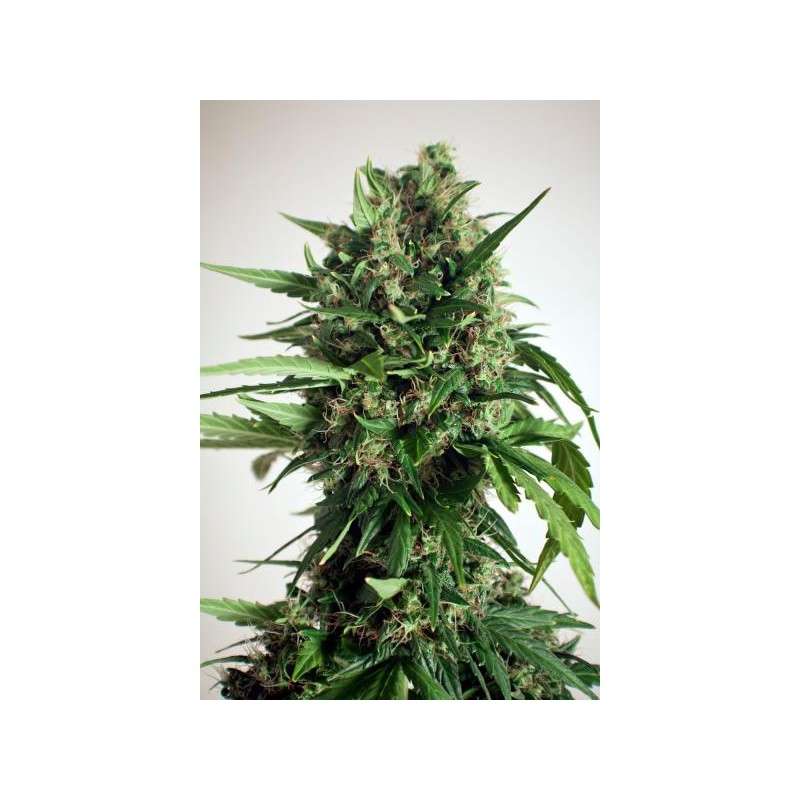 Taiga #2® Cannabis Seeds (Discontinued) | Dutch Passion