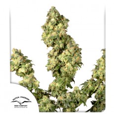 Ultra Skunk® Cannabis Seeds (Discontinued) | Dutch Passion