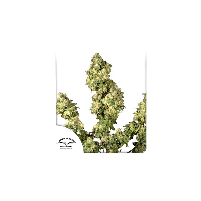 Ultra Skunk® Cannabis Seeds (Discontinued) | Dutch Passion