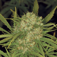 Ultra Skunk® Cannabis Seeds (Discontinued) | Dutch Passion