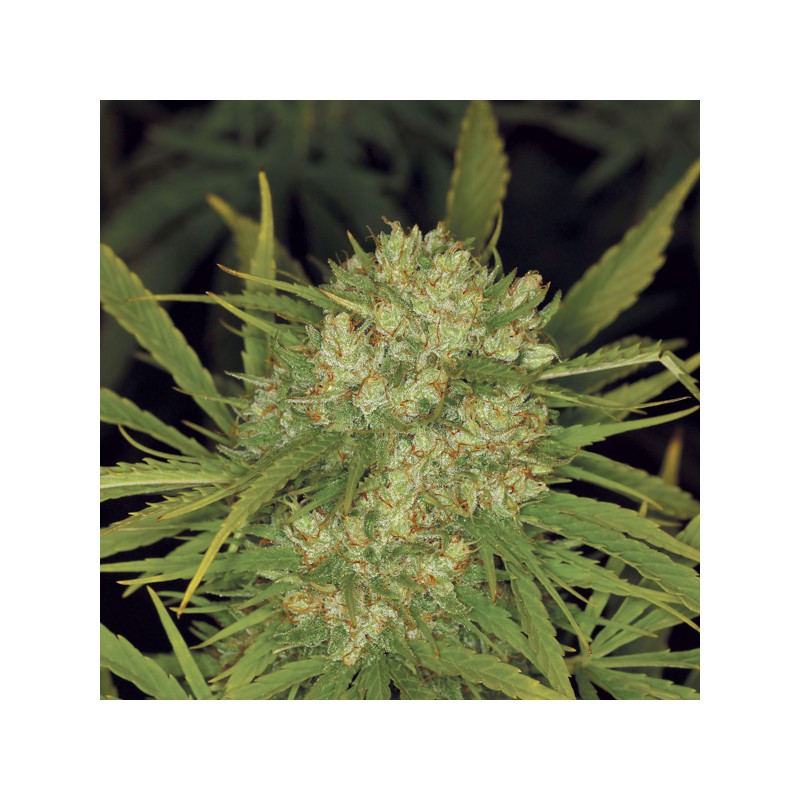 Ultra Skunk® Cannabis Seeds (Discontinued) | Dutch Passion