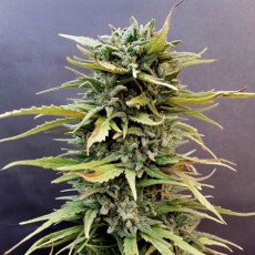 Compra semillas feminizadas Skunk #11® | Dutch Passion Compra semillas feminizadas Skunk #11® | Dutch Passion