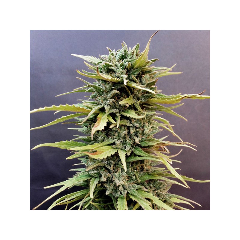 Compra semillas feminizadas Skunk #11® | Dutch Passion Compra semillas feminizadas Skunk #11® | Dutch Passion