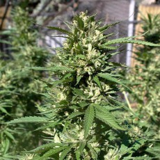 Compra semillas feminizadas Skunk #11® | Dutch Passion Compra semillas feminizadas Skunk #11® | Dutch Passion