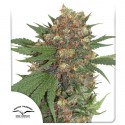 Compra semillas feminizadas Master Kush® | Dutch Passion ES