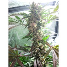 Koupit Master Kush - Feminizovaná Semena | Dutch Passion Koupit Master Kush - Feminizovaná Semena | Dutch Passion