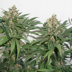 Koupit Master Kush - Feminizovaná Semena | Dutch Passion Koupit Master Kush - Feminizovaná Semena | Dutch Passion