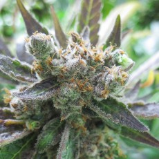 Koupit Master Kush - Feminizovaná Semena | Dutch Passion Koupit Master Kush - Feminizovaná Semena | Dutch Passion