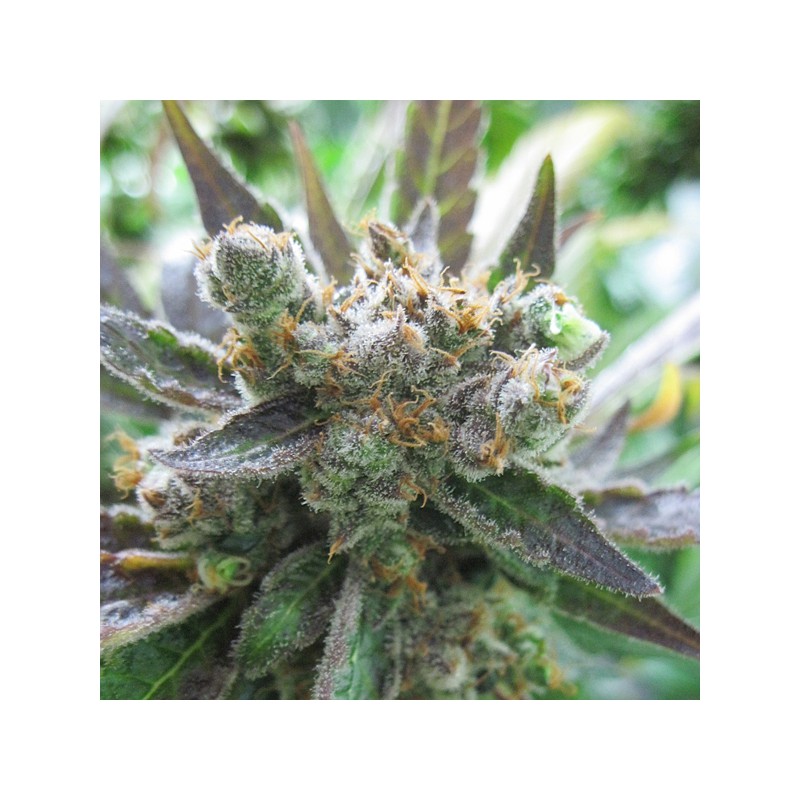 Koupit Master Kush - Feminizovaná Semena | Dutch Passion Koupit Master Kush - Feminizovaná Semena | Dutch Passion