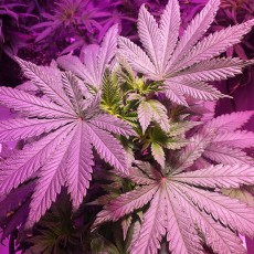 Koupit Master Kush - Feminizovaná Semena | Dutch Passion Koupit Master Kush - Feminizovaná Semena | Dutch Passion
