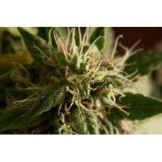Taiga #2® Cannabis Seeds (Discontinued) | Dutch Passion